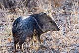 Javelina Bosque New Mexico Dec 2021